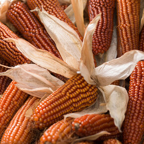 L'oro giallo di Storo