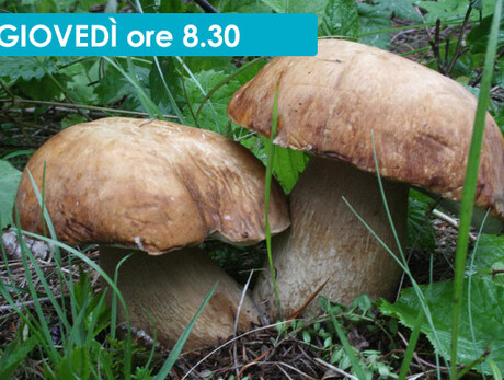 LA FORESTA VISTA DAL FUNGO  - ESCURSIONE MICOLOGICA