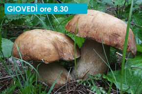 LA FORESTA VISTA DAL FUNGO  - ESCURSIONE MICOLOGICA