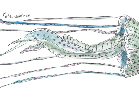 Die Medusa - Kunstinstallation - MUSE