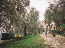 La tradizione dell'olio d'oliva