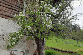 La via della frutta antica