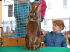 Agricultural Exhibition