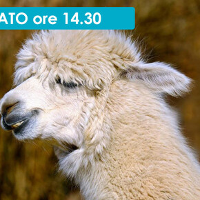 PASSEGGIATA CON I LAMA E ALPACA