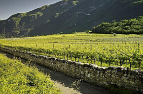 A walk through the vineyards of La Cadalora