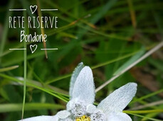 Discover the fauna and flora of Monte Bondone