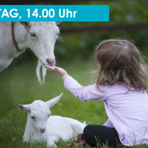 AN AFTERNOON WITH THE GOATS