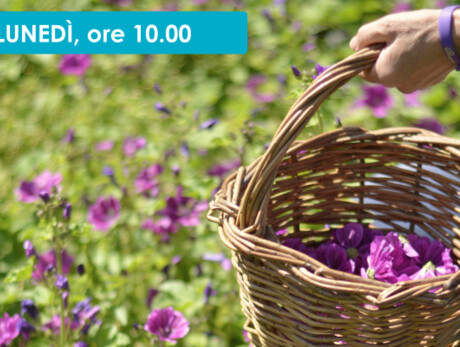 UNA MATTINA DA CONTADINO