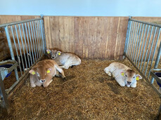 Guided tour of the Sicherhof Farm