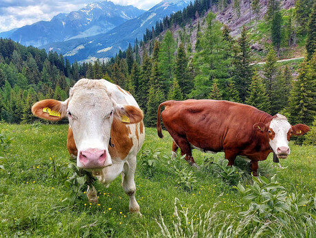 Slurp! Formaggio di malga