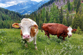 Slurp! Formaggio di malga