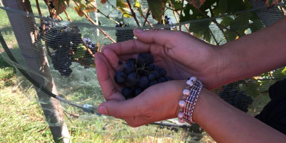 Wine Trekking Laste Rosse-Val di Non-autunno