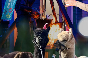 Cena tipica con gli alpaca al villaggio di Natale vista lago