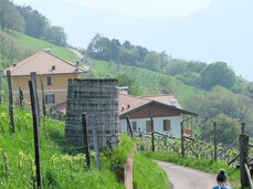 Persone che passeggiano tra i vigneti