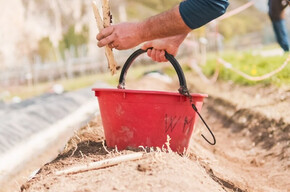 L'immagine mostra una persona che raccoglie asparagi bianchi in un campo, depositandoli in un secchio rosso. Il terreno è sollevato in cumuli, una tecnica tipica per questa coltivazione. Sullo sfondo si vedono altre persone al lavoro e un paesaggio montano. La scena è luminosa, suggerendo un’atmosfera primaverile.