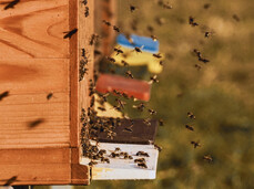 From the woods...to a beehive