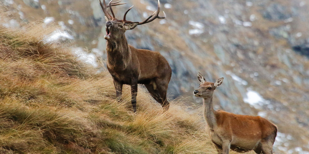 Ascolta il bramito dei cervi