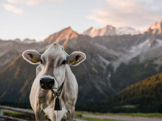 Der Duft der Tradition: in der Käse-Vault