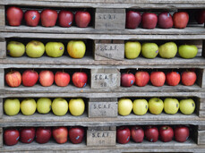 Der Zug des Geschmacks