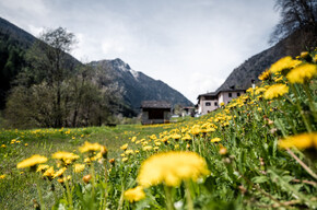 DANDELION MASTERCLASS: TASTE THE FIELDS