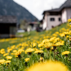 Zicoria FestiVal di Sole