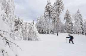 L'immagine mostra una persona che cammina sulla neve con bastoncini da trekking in una radura circondata da alberi coperti di neve. In primo piano ci sono rami innevati, mentre sullo sfondo si vedono alberi alti con una copertura nuvolosa nel cielo.