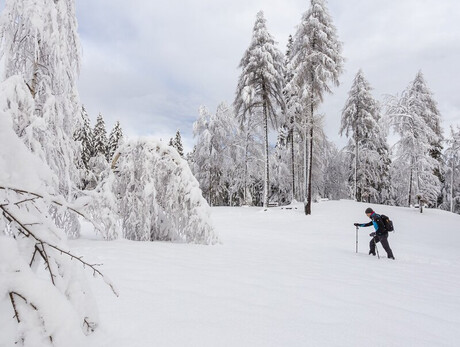 The image shows a person walking in the snow with trekking poles in a clearing surrounded by snow-covered trees. In the foreground are snow-covered branches, while in the background are tall trees with a cloud cover in the sky.