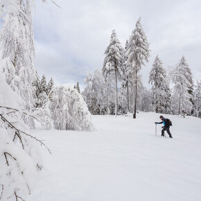 The image shows a person walking in the snow with trekking poles in a clearing surrounded by snow-covered trees. In the foreground are snow-covered branches, while in the background are tall trees with a cloud cover in the sky.