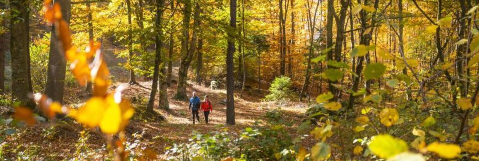 Foliage - Parco del Respiro