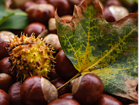 Chestnut Festival