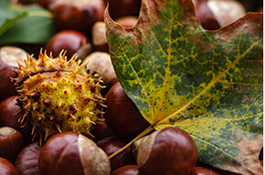 Chestnut Festival