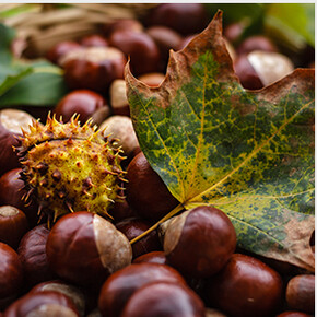 Chestnut Festival