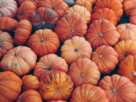 Pumpkins' Festival