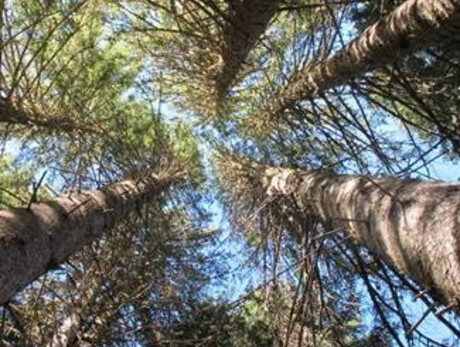 Feel the nature barefoot