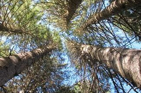 Feel the nature barefoot