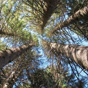 Feel the nature barefoot