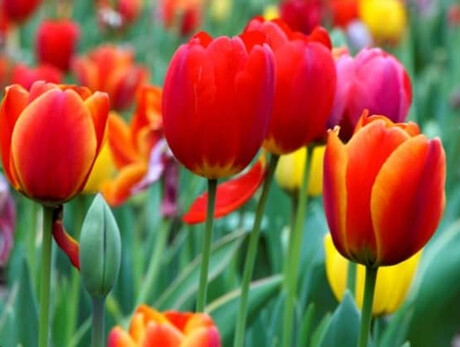 Tulipomania 5th Edition 