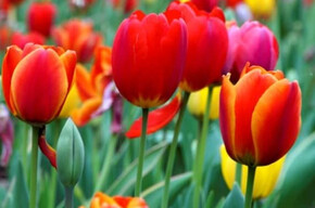 Tulipomania 5th Edition 