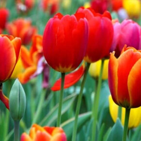 Tulipomania 5th Edition 