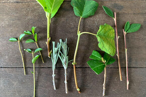 Vivere il parco | Laboratori di giardinaggio