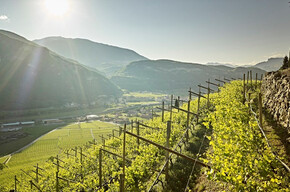  Discovering local vine varieties 