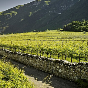 Wanderung durch die Weinberge von La Cadalora 