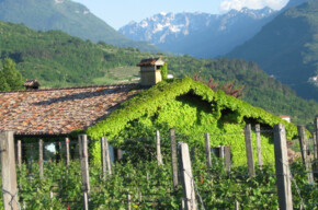  Visit and exclusive wine tasting at Dalzocchio Winery 