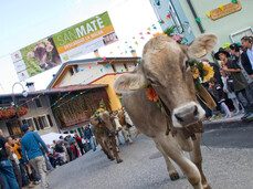  San Mat&egrave; &ndash; Transhumanz im Monte Baldo Park 