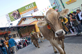  San Mat&egrave;: transhumance on Monte Baldo 
