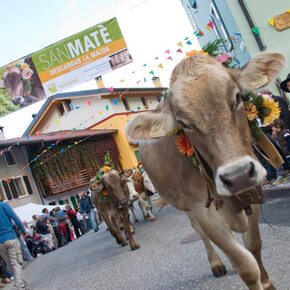  San Mat&egrave;: transhumance on Monte Baldo 