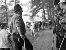  San Mat&egrave; &ndash; Transhumanz im Monte Baldo Park 