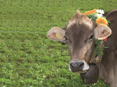  San Mat&egrave; &ndash; Transhumanz im Monte Baldo Park 