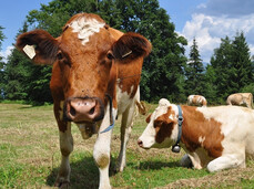  San Mat&egrave; &ndash; Transhumanz im Monte Baldo Park 