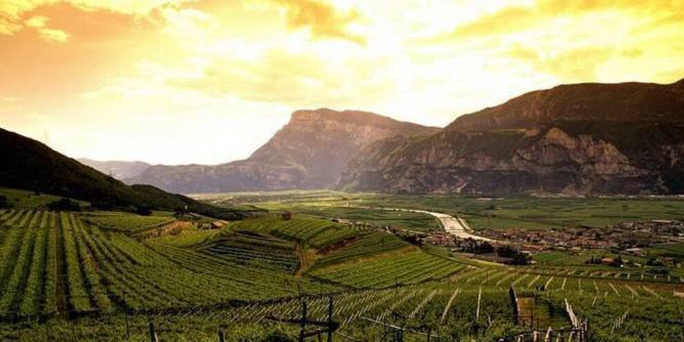 Zweite Phase: Gärung – Entstehung der Bläschen